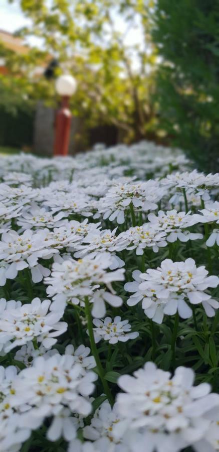 apartma Jelka Novigrad  Bagian luar foto